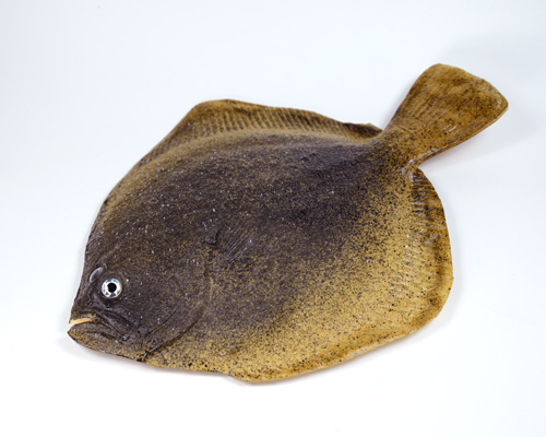 Artificial Flounder,  code: 02041533