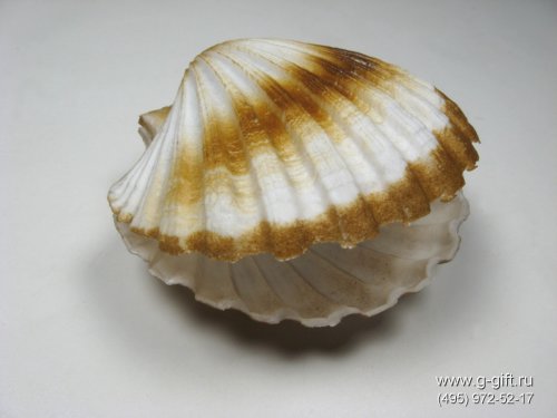 Artificial Mussel,  code: 03041031